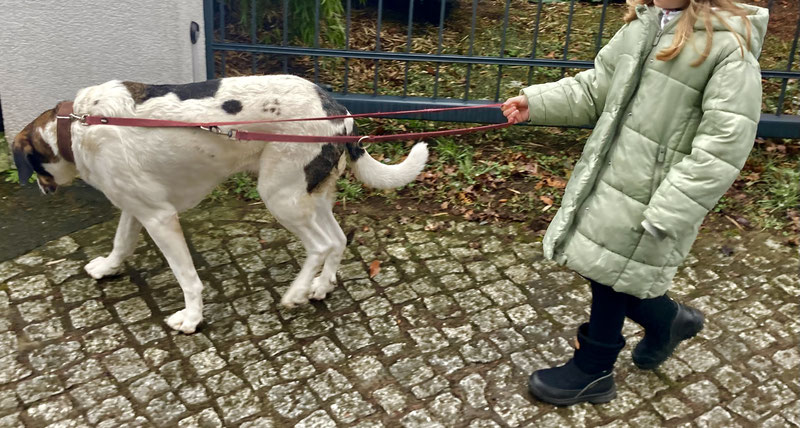 Kind hat Angst vor Hund und geht mit Hund gassi