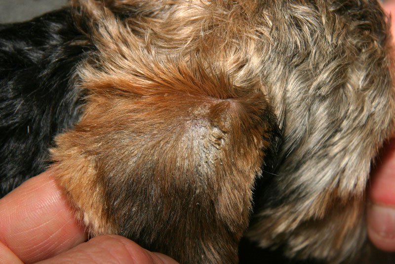 Bouton Sur Le Dessus Du Museau Du Chien La Teigne du chien (Photos) : Actualités 2023 - Consultations en