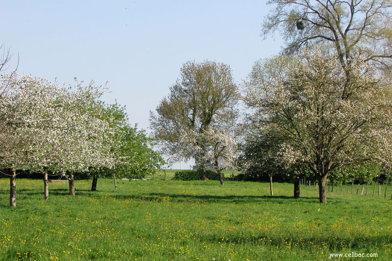 nuances