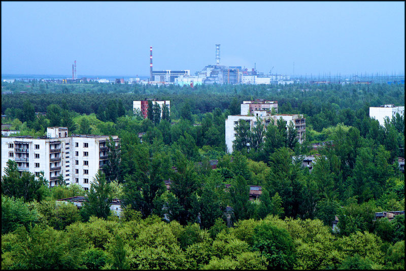 Die Bäume von Pripyat (Pripyat (Ukraine), Mai 2011)