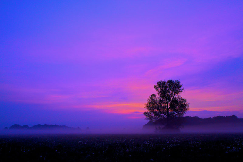 Sonnenaufgang auf einer Pusteblumen-Wiese (Jahrsau, Mai 2011)