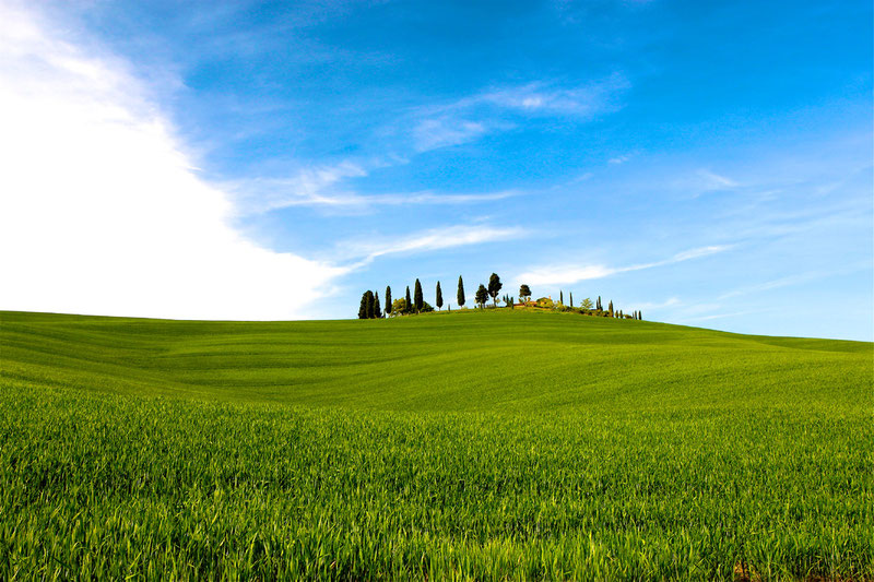 Wellen im Korn (La Foce (Toskana / Italien), Mai 2010)