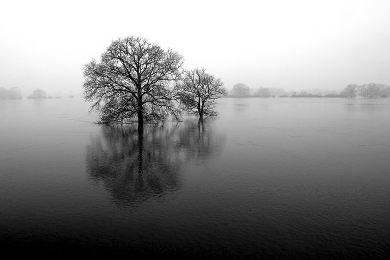 Schwebende Eichen (Damnatz, Januar 2010)