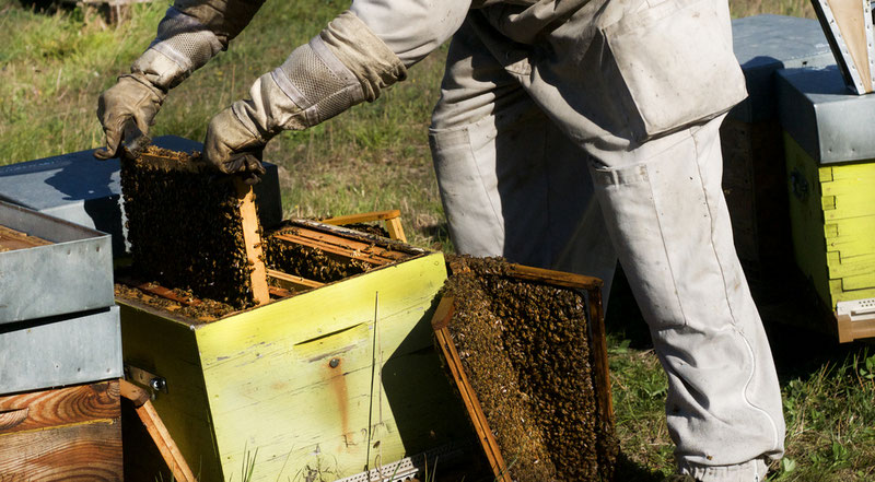 Apiculture Bastien ALISE