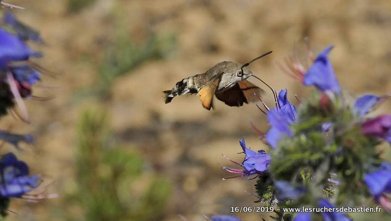 Echium vulgare & Macroglossum stellatarum, Lozère