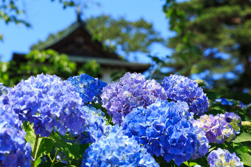 茶屋ヶ坂公園の紫陽花（あじさい）