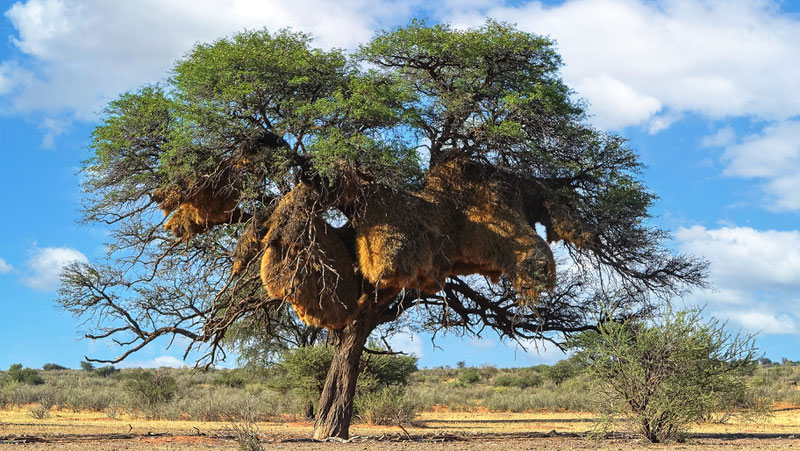 Nids HLM, désert du Kalahari