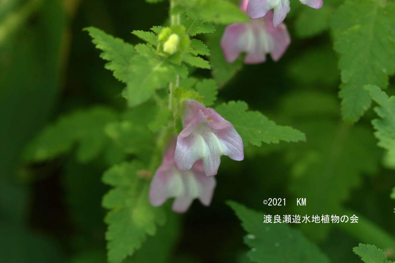 渡良瀬遊水地に生育しているコシオガマの画像その１