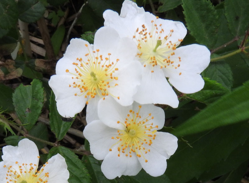 渡良瀬遊水地に生育しているノイバラ(花)の画像