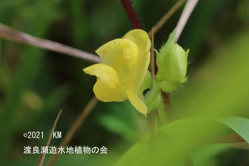 渡良瀬遊水地に生育しているヤブツルアヅキの画像その２