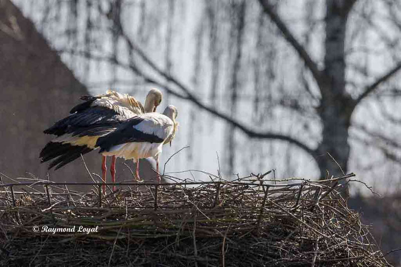 weissstoerche auf dem nest
