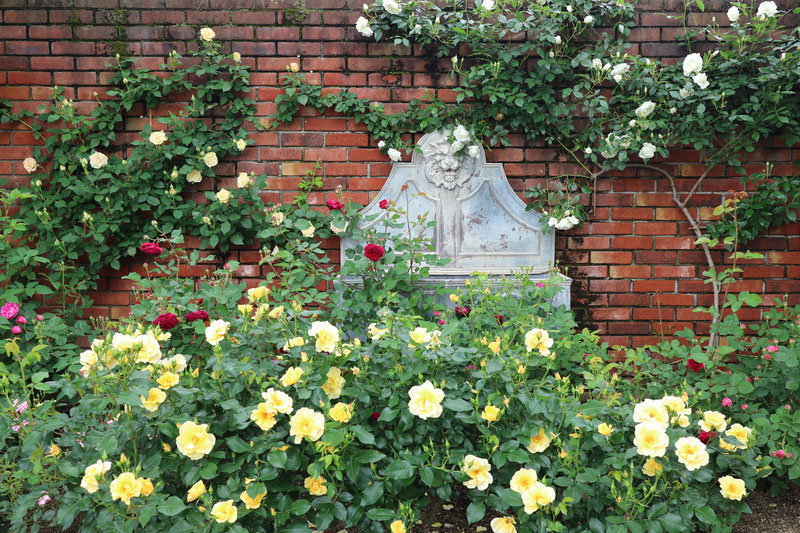 京都市下京区四条烏丸の心療内科、メンタルクリニック、バラの庭園、薔薇