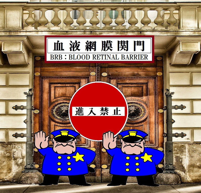 「血液脳関門（BBB)」と「血液網膜関門（BRB)」は、ビタミンEもビタミンCも、β-カロチンも侵入を拒否されます。