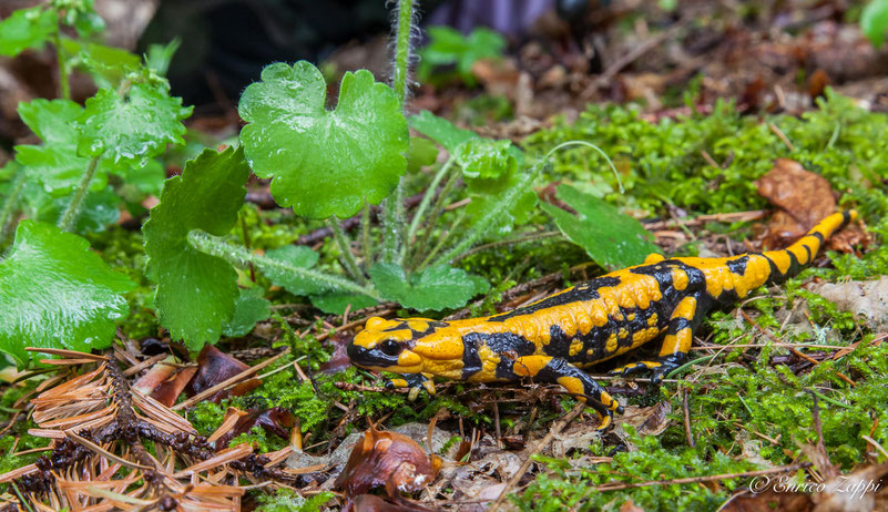 Salamandra pezzata (Salamandra salamandra Linnaeus, 1758) in una delle sue forme non propriamente tipica per la ns. latitudine.