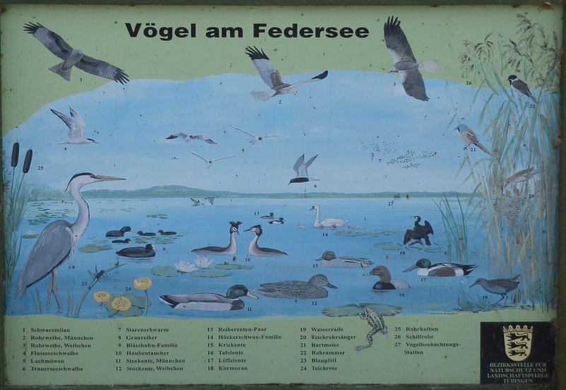 Federsee