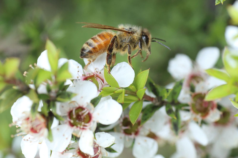 Abeille sur des fleurs blanches de Manuka de Nouvelle-Zélande, elle butine le nectar de Manuka chargé en DHA qui se transformera en MGO