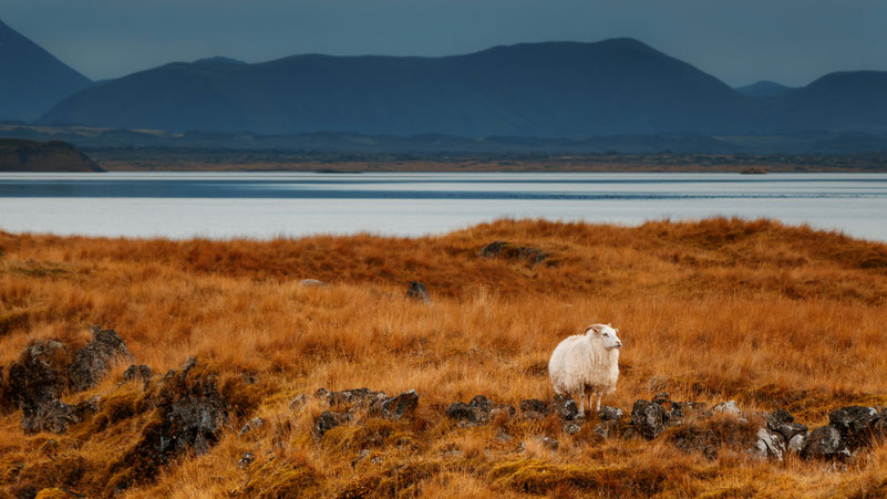 Schaf auf Wiese in Island. Bild von Lazlo Bajnoczi auf Unsplash.