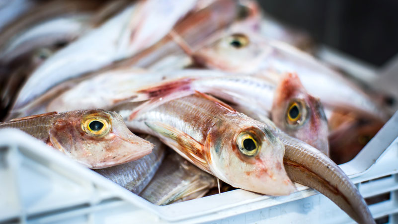 Fisch-Netz. Bild von Jakub Kapusnak auf Unsplash.
