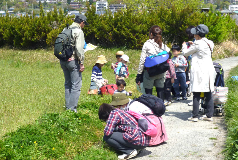 坊島(ぼうのしま)の田んぼでワイワイ-自然観察