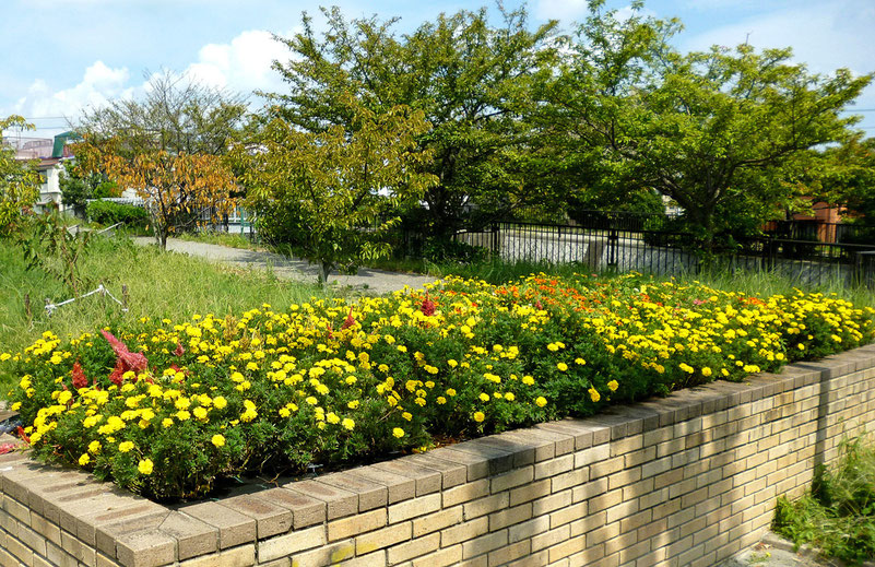 花盛りの夏花壇(間もなく冬花壇へ切り替え。候補地の1つ=「花咲か公園」で9/11撮影)