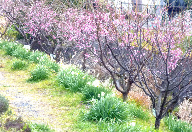 ほころび始めた箕川の梅。2/8撮影