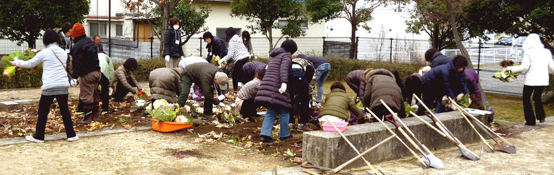 まずお正月からの葉ぼたんを撤去。取り除いた葉っぱは、囲いに積み上げ腐葉土に・・。