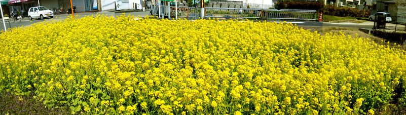 菜の花のパノラマ！