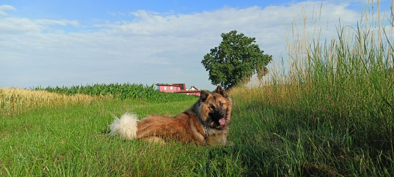 Boreas von der Glücksschmiede