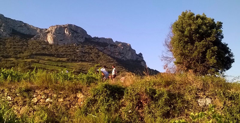 vue de la récolte en cours à Petaillat, sept 16