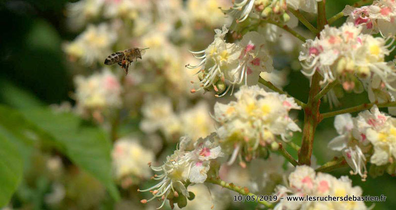 Apis mellifera portant du pollen et Fleur de marronnier Cevennes