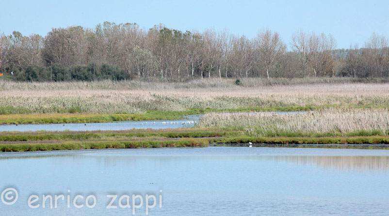 Valle Zavalea (Comacchio)