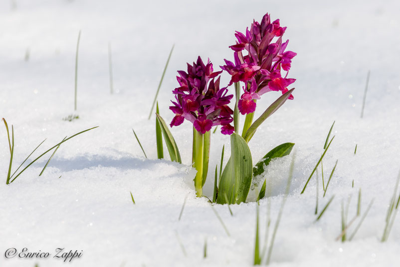 Dactylorhiza sambucina ((L.) Soó, 1962) fra la neve - Monte Fumaiolo.