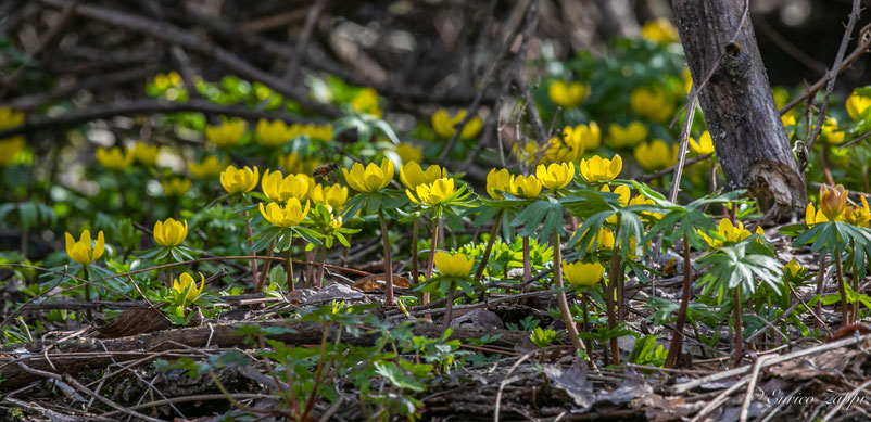 Fioritura di Piè di gallo (Eranthis hyemalis)