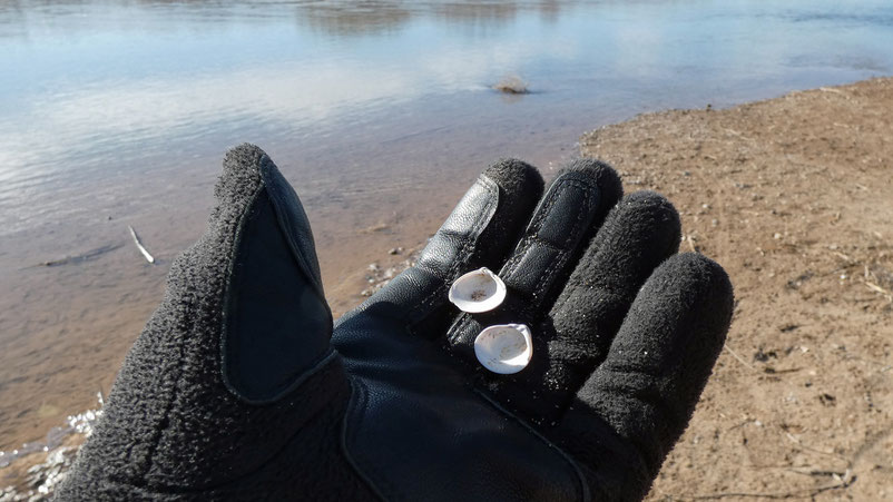 Clams, clamshells, Rio Grande, Corrales, New Mexico