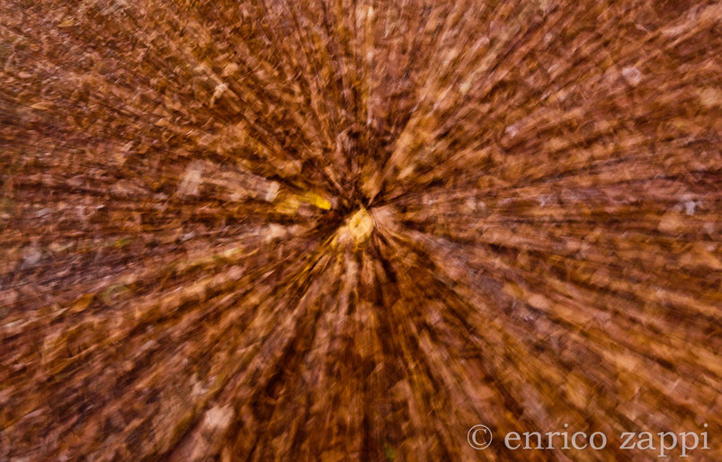 Allegoria d'Autunno: Le sfumature del tappeto di foglie di una faggeta.