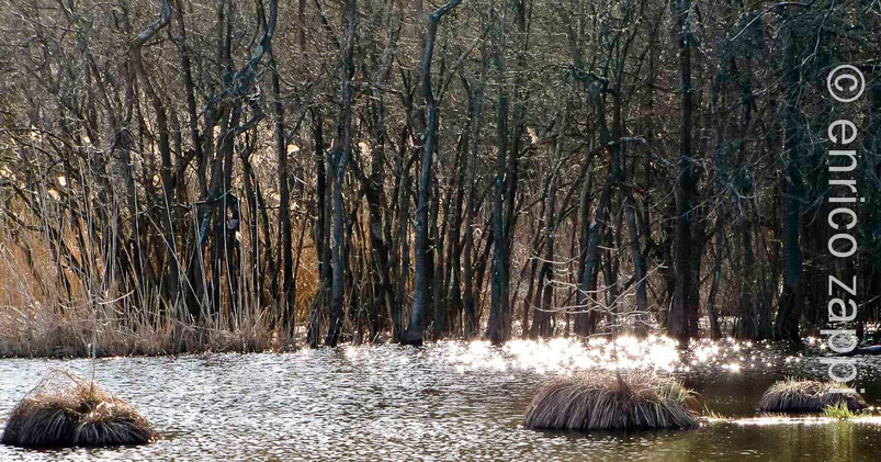 Punte Alberete: il bosco "immerso" nell'acqua.