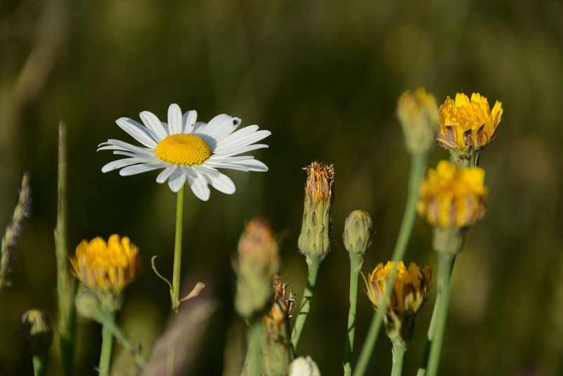 Wunderschön wie sie wieder blühen - noch mehr Bilder im Fotoalbum