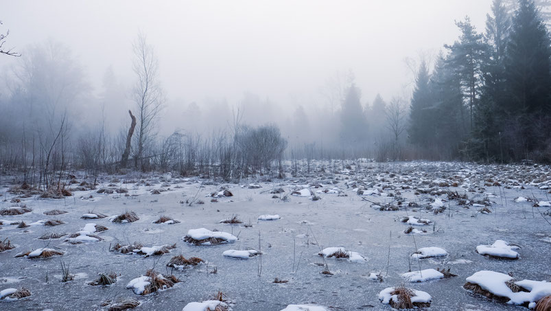 Mystik in der Winterstimmung im Eschenriet (Foto: A. Reich)