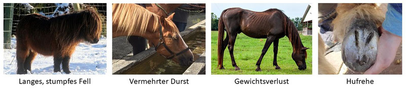 Symptome Cushing beim Pferd