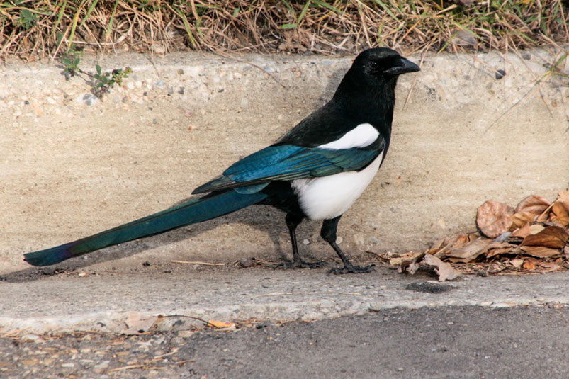 Nordamerikanische Elstern (American Magpie) sind weniger scheu als die europäischen.