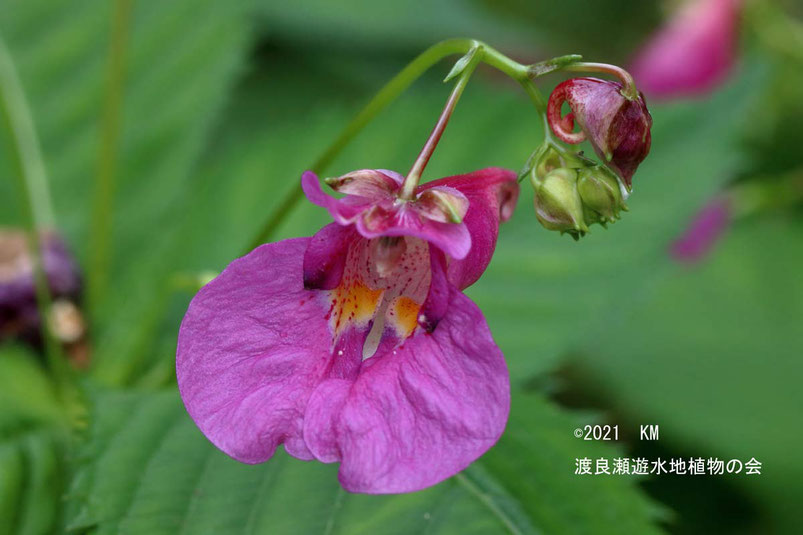 渡良瀬遊水地に生育しているワタラセツリフネソウの画像その２