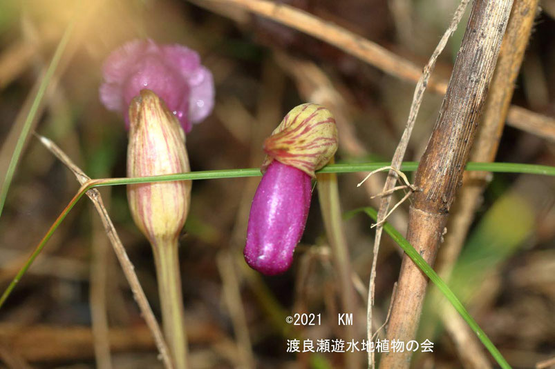 渡良瀬遊水地に生育しているナンバンギセルの画像その１