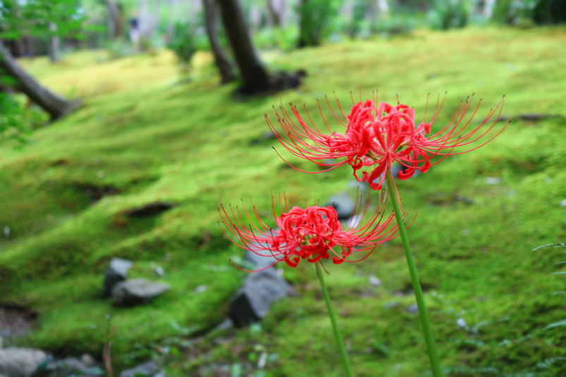 下京区四条烏丸のメンタルクリニックの予約、彼岸花