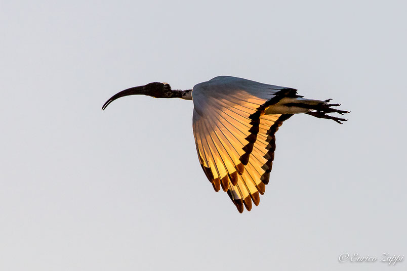 Ibis Sacro in volo sulle Valli del Parco del Delta del Po alle luci della sera-