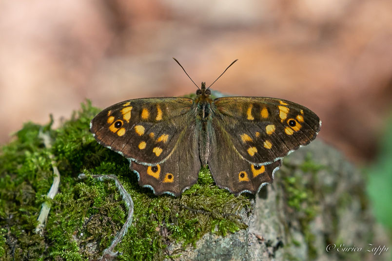 Farfalla delle zone tendenzialmente ombrose: Pararge aegeria.