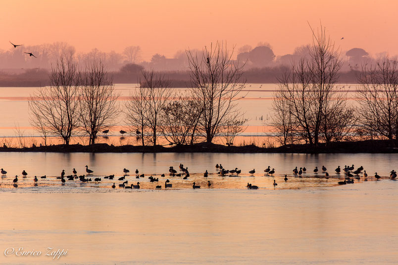 Luce del tramonto sugli specchi d'acqua gelata, rotta solo qua e là dove le anatre sguazzano.......un'atmosfera valliva che ti penetra dentro facendoti provare un tremito, non di freddo, ma d'emozione!