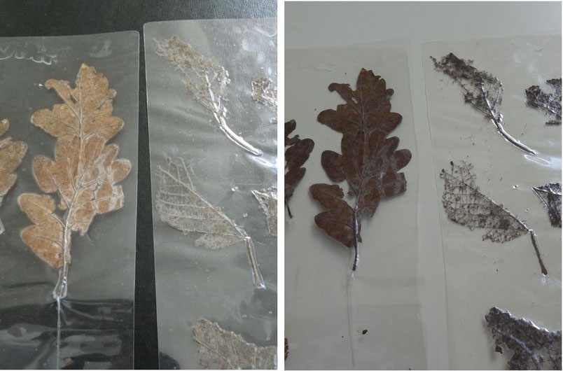 Feuilles mortes de la litière en sixième
