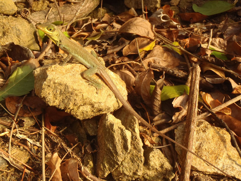 Lizard, Castara, Tobago