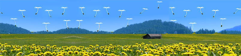 Löwenzahn-Landschaft im Frühling 