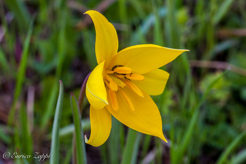 Tulipano selvatico (Tulipa sylvestris) è l'antenato del tulipano che oggi si trova dai fiorai e che viene piantato nei giardini e nelle aiuole in genere.